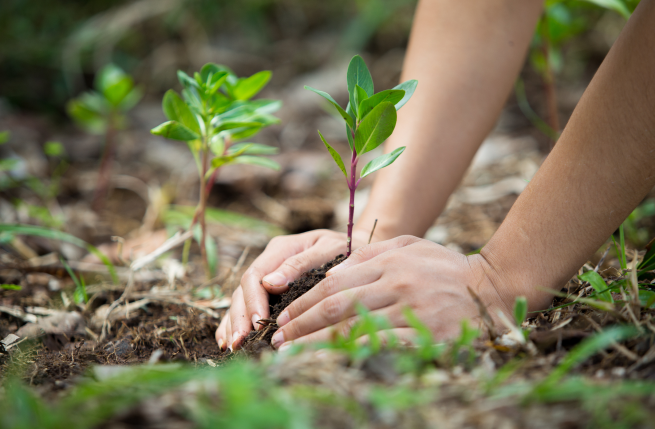 Woman's hands planting a shrub in soil