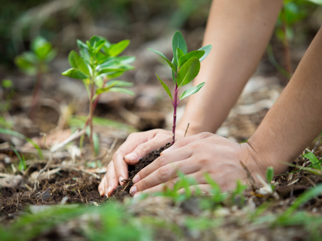 Woman's hands planting a shrub in soil